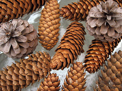 Pine Cone Bird Feeders